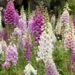 Bhaderwah Valley Transformed Into Floral Paradise as Foxglove Blooms Emerge as New Eco-Tourism Attraction