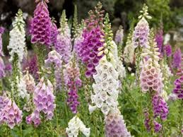 Bhaderwah Valley Transformed Into Floral Paradise as Foxglove Blooms Emerge as New Eco-Tourism Attraction