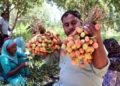 Litchi Farming Flourishes in Jammu: High-Density Plantation Scheme Boosts Farmers’ Income