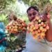 Litchi Farming Flourishes in Jammu: High-Density Plantation Scheme Boosts Farmers’ Income