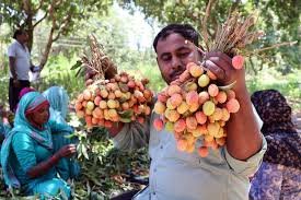 Litchi Farming Flourishes in Jammu: High-Density Plantation Scheme Boosts Farmers’ Income