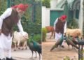 PM Modi’s Quiet Morning Ritual Before Red Fort Address: Feeding Cows & Peacocks