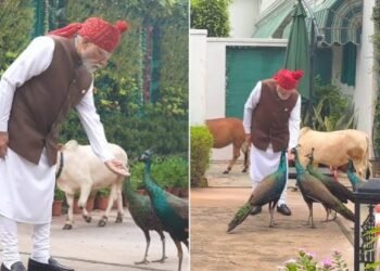 PM Modi’s Quiet Morning Ritual Before Red Fort Address: Feeding Cows & Peacocks