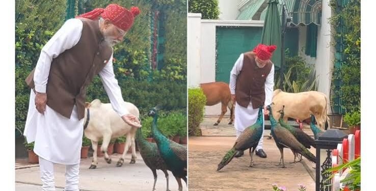 PM Modi’s Quiet Morning Ritual Before Red Fort Address: Feeding Cows & Peacocks