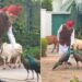 PM Modi’s Quiet Morning Ritual Before Red Fort Address: Feeding Cows & Peacocks