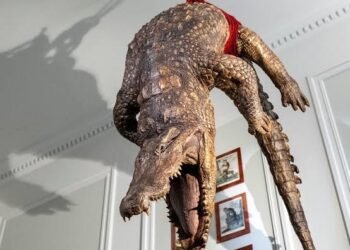 BEHIND BARS IN A WORLD OF WILDNESS: AMSTERDAM’S ART ZOO TURNS THE NATURAL WORLD UPSIDE DOWN!