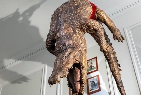 BEHIND BARS IN A WORLD OF WILDNESS: AMSTERDAM’S ART ZOO TURNS THE NATURAL WORLD UPSIDE DOWN!