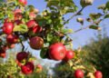 BIG BOOST FOR KASHMIR’S APPLE TRADE: NORTHERN RAILWAY PROPOSES 50% DISCOUNT ON RETURN FREIGHT — MOVE TOWARDS CHEAPER, FASTER AND MORE RELIABLE FRUIT TRANSPORT