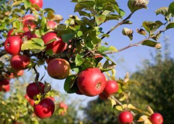 BIG BOOST FOR KASHMIR’S APPLE TRADE: NORTHERN RAILWAY PROPOSES 50% DISCOUNT ON RETURN FREIGHT — MOVE TOWARDS CHEAPER, FASTER AND MORE RELIABLE FRUIT TRANSPORT