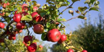 BIG BOOST FOR KASHMIR’S APPLE TRADE: NORTHERN RAILWAY PROPOSES 50% DISCOUNT ON RETURN FREIGHT — MOVE TOWARDS CHEAPER, FASTER AND MORE RELIABLE FRUIT TRANSPORT