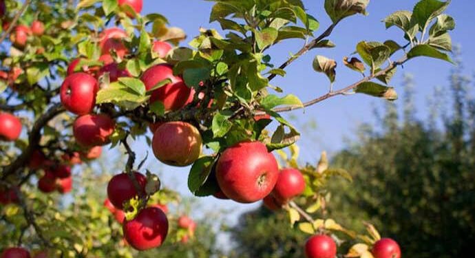 BIG BOOST FOR KASHMIR’S APPLE TRADE: NORTHERN RAILWAY PROPOSES 50% DISCOUNT ON RETURN FREIGHT — MOVE TOWARDS CHEAPER, FASTER AND MORE RELIABLE FRUIT TRANSPORT