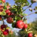 BIG BOOST FOR KASHMIR’S APPLE TRADE: NORTHERN RAILWAY PROPOSES 50% DISCOUNT ON RETURN FREIGHT — MOVE TOWARDS CHEAPER, FASTER AND MORE RELIABLE FRUIT TRANSPORT